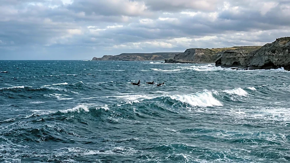 Scientists Alarmed by Record Whale Deaths Along Argentina's Coast