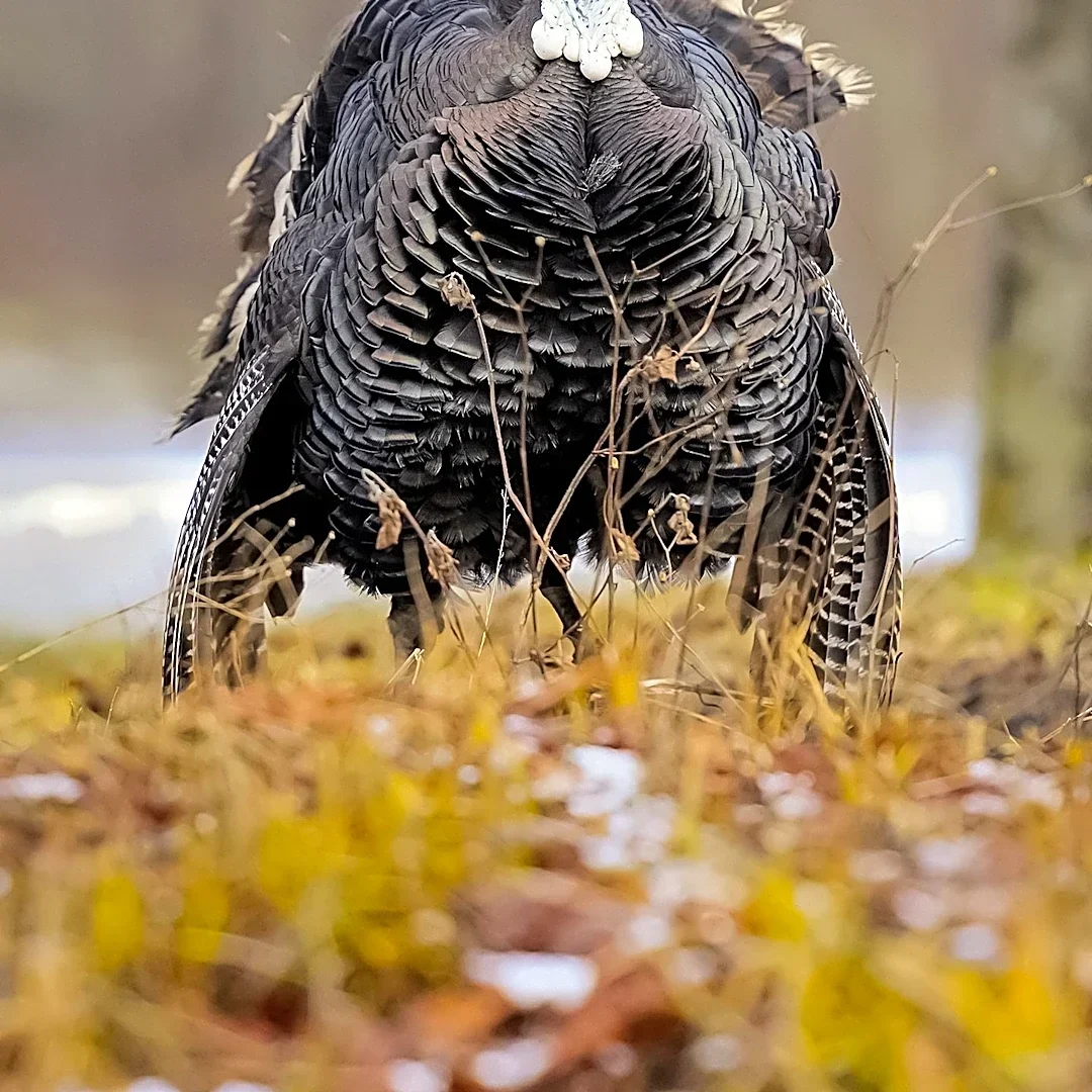 Boise Enacts New Ordinance to Reduce Rat and Wild Turkey Populations by December