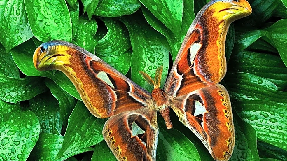 Virginian Tiger Moth: A Common North American Species with Unique Defense Mechanisms