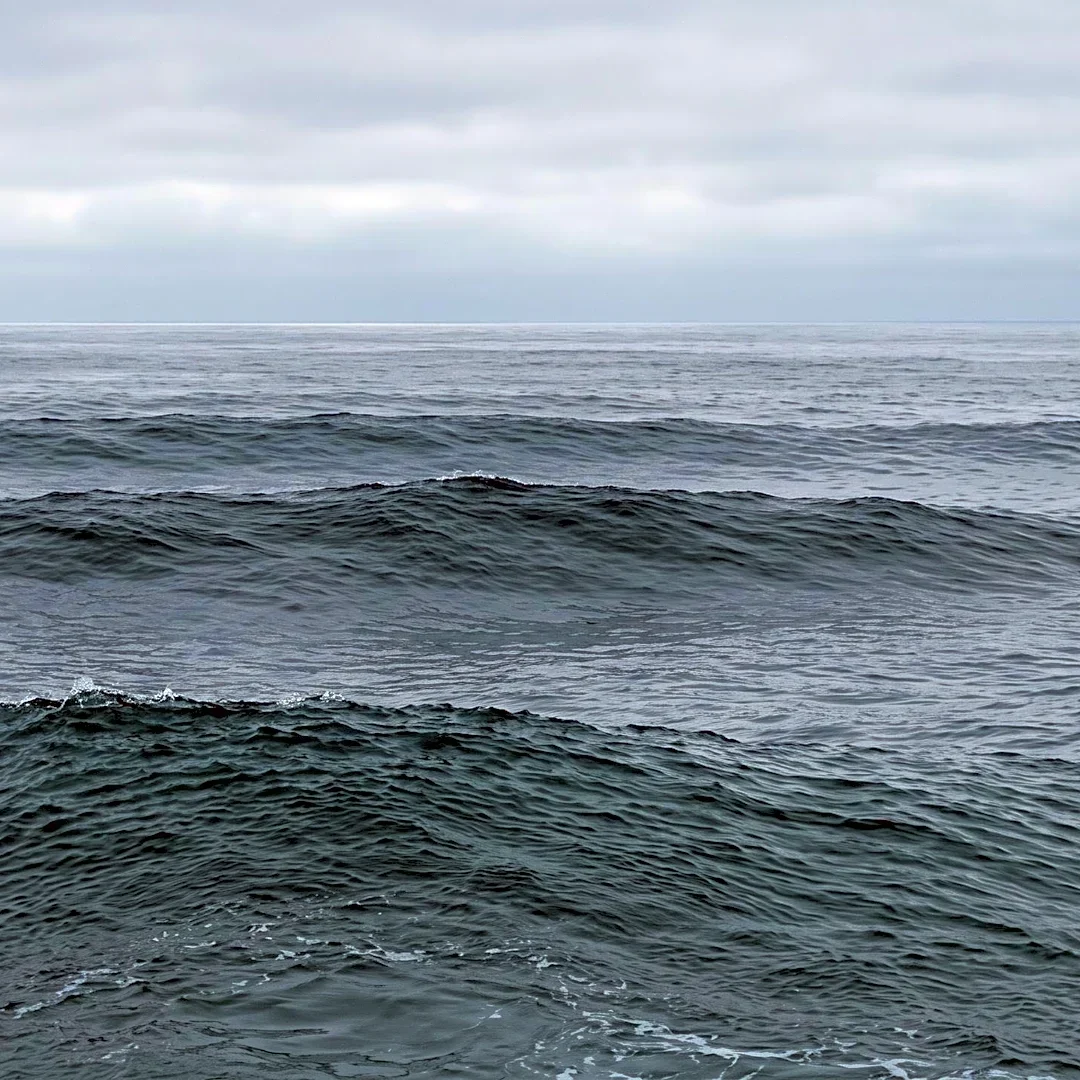Shark Expert Questions Migrant Attack Reports Off Baja Coast
