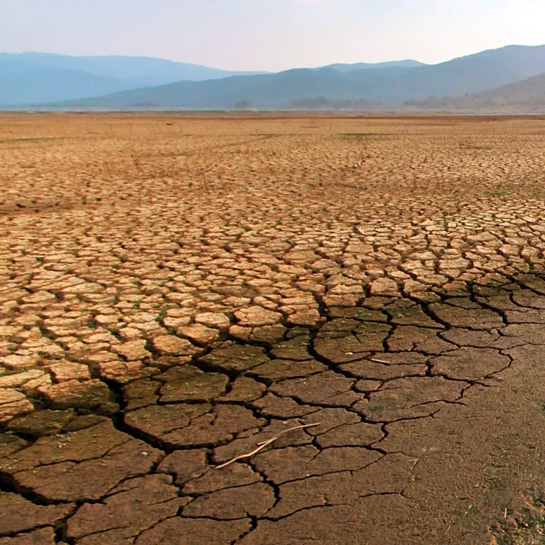 Texas Farmers Face Reduced Pumpkin Yields Due to Extreme Drought Conditions