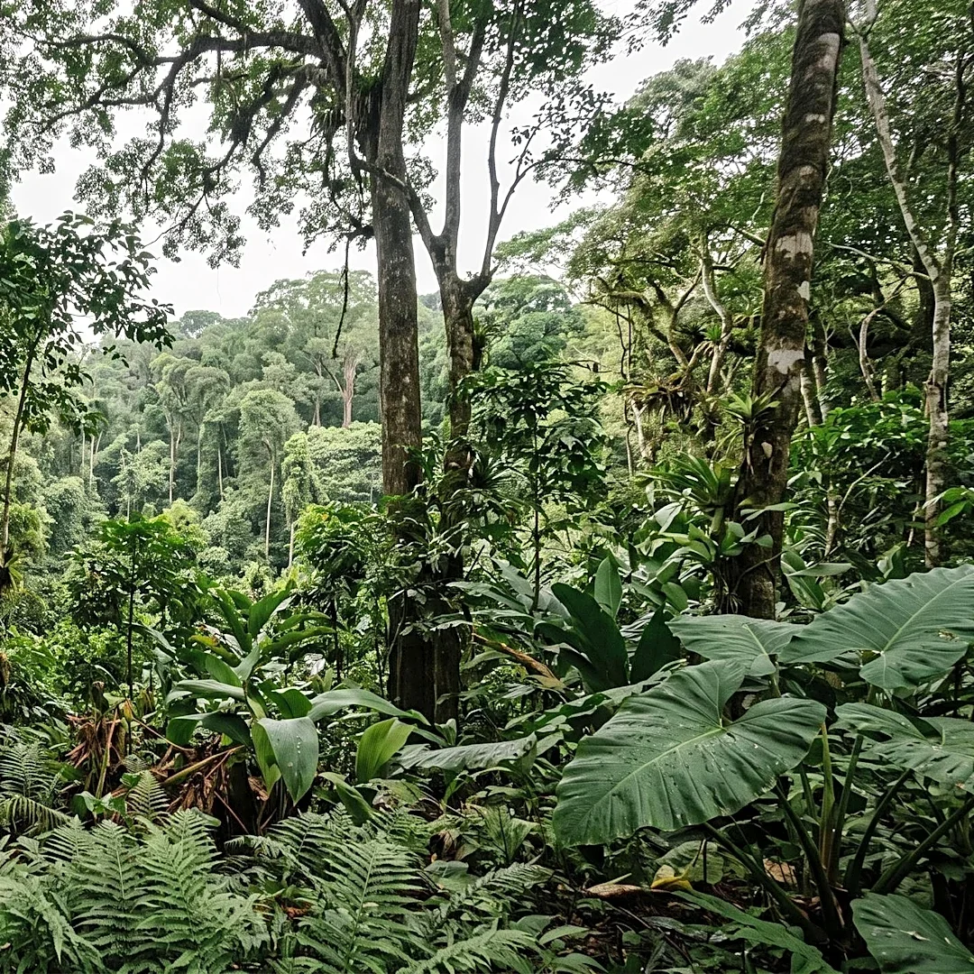 International Finance Corporation Withdraws $20 Million Loan from Brazilian Animal Feed Company Following Indigenous Opposition