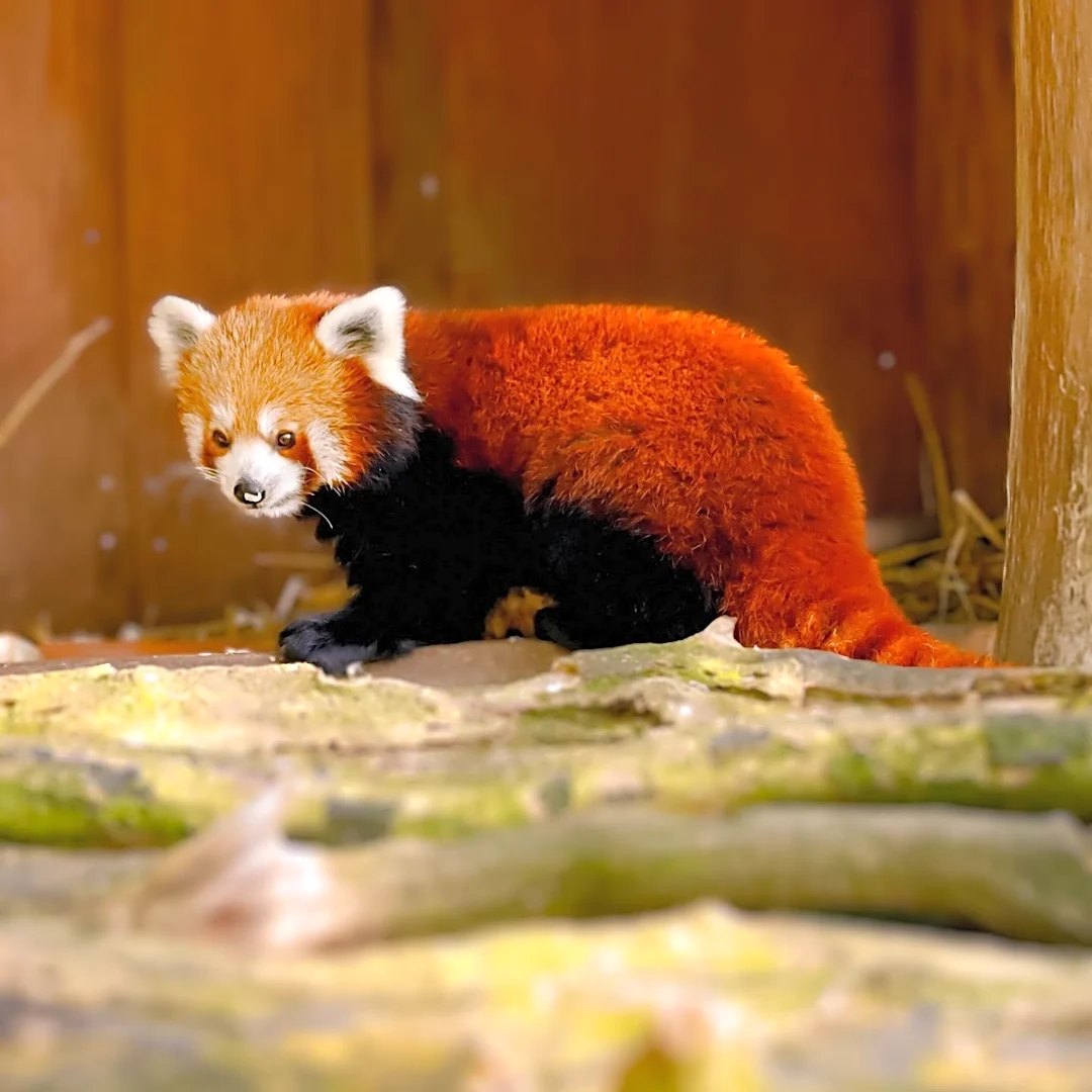 Smithsonian Zoo Names New Red Panda Cub 'Dolly' Following Nationwide Public Vote