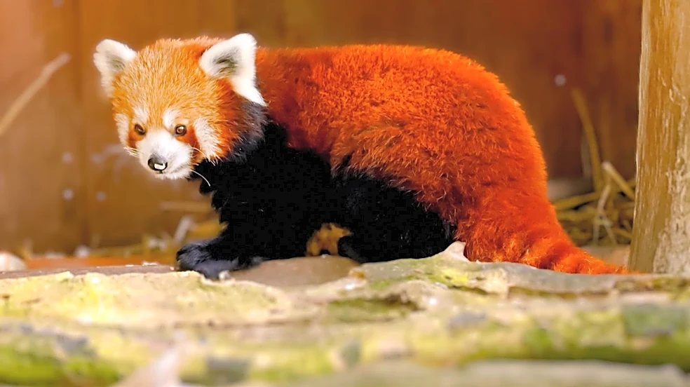 Smithsonian Zoo Names New Red Panda Cub 'Dolly' Following Nationwide Public Vote