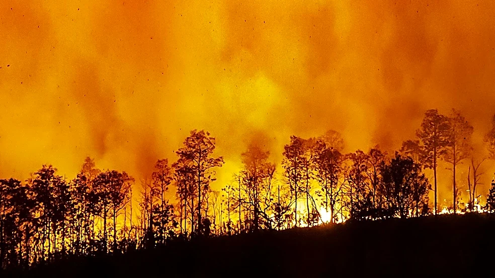 Lincoln National Forest Initiates Hazard Tree Removal and Fuels Reduction to Aid Wildfire Recovery
