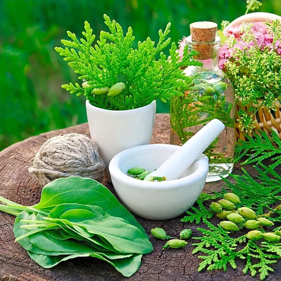 UT MD Anderson Expert Discusses Limited Evidence for Dandelion Root Health Claims