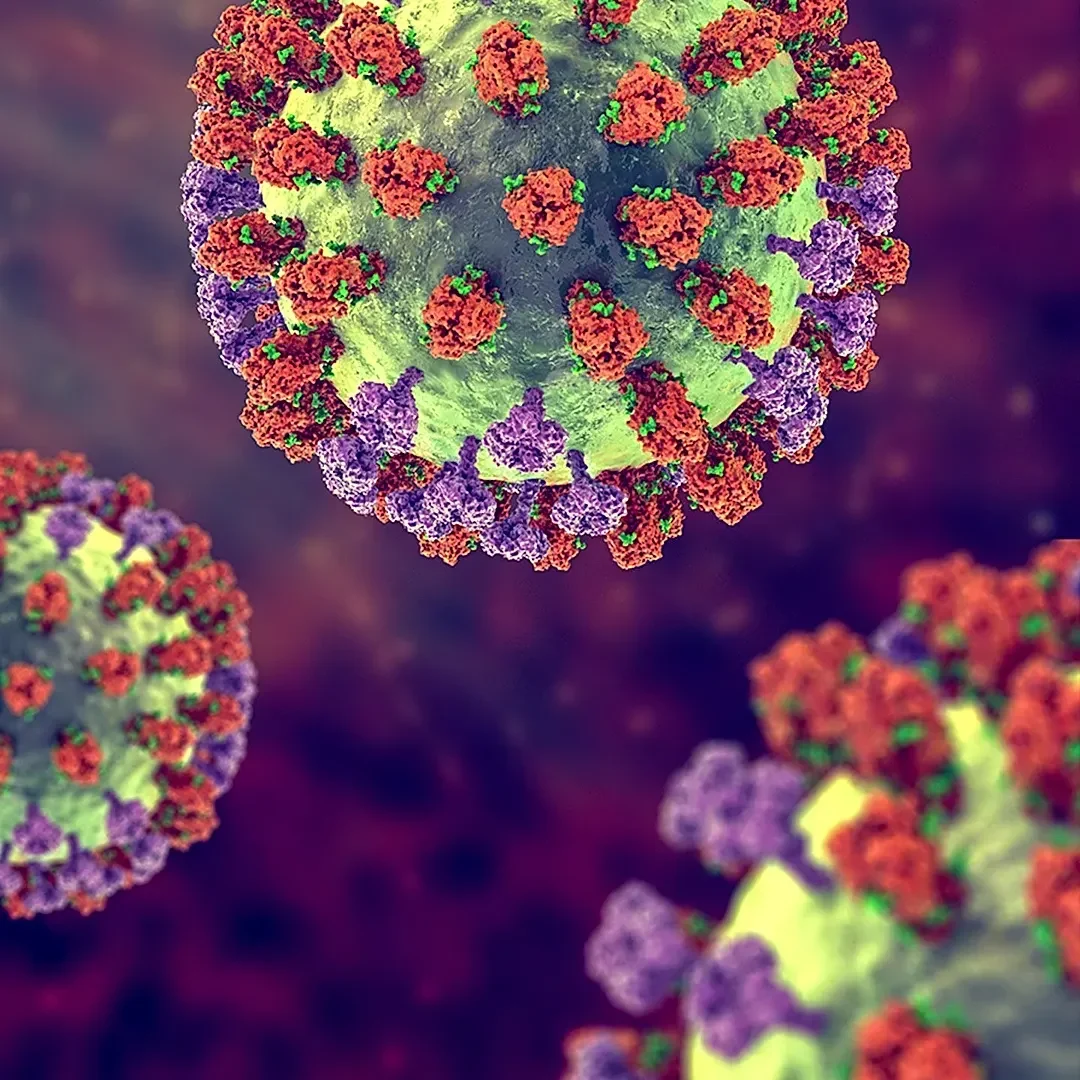 Scientists Uncover Andes Hantavirus Attachment Mechanism, Paving Way for New Treatments