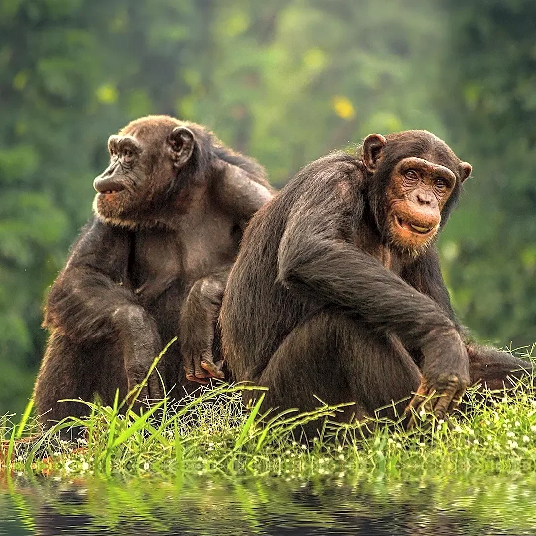 Primatologist Frans de Waal's Final Book Explores Animal Inner Lives, Blending Memoir and Science