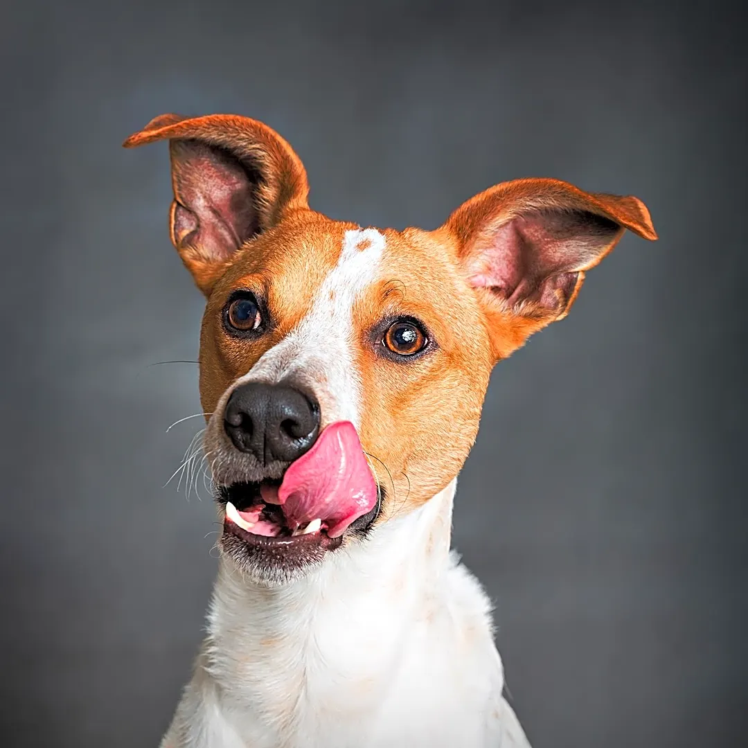 Ziva Dog Rescue Features Chance, a Shepherd/Terrier Mix Puppy, for Adoption