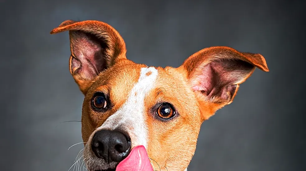 Ziva Dog Rescue Features Chance, a Shepherd/Terrier Mix Puppy, for Adoption