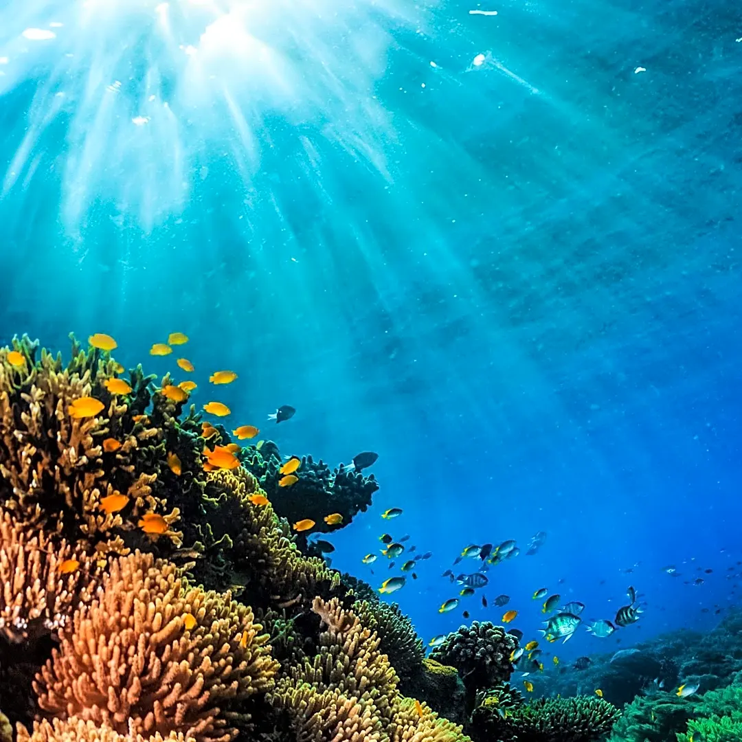 7th World Conference on Marine Biodiversity Scheduled for November 2026 in Belgium