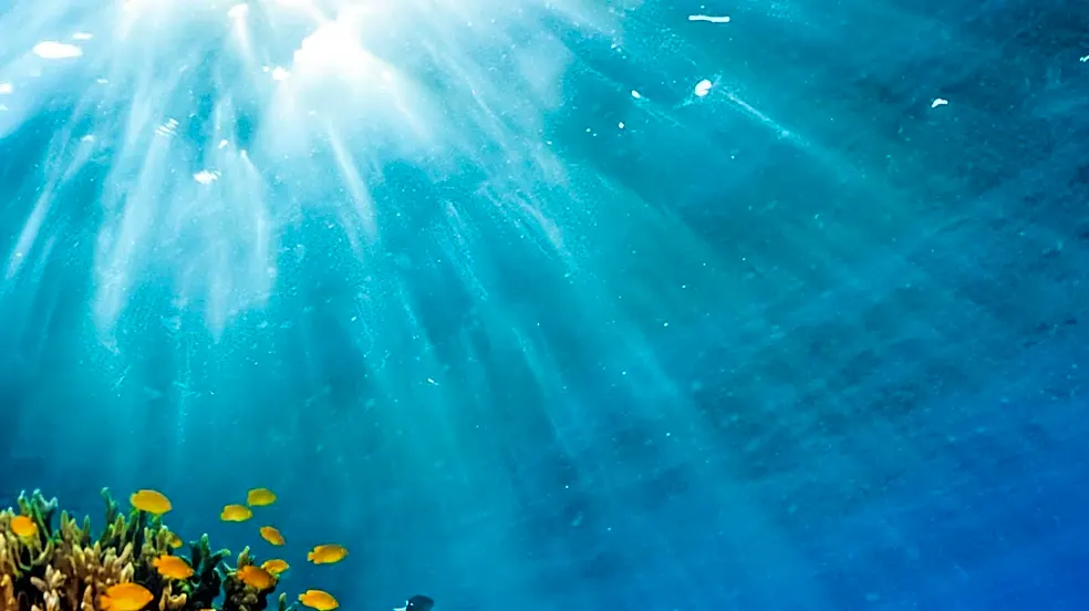 7th World Conference on Marine Biodiversity Scheduled for November 2026 in Belgium