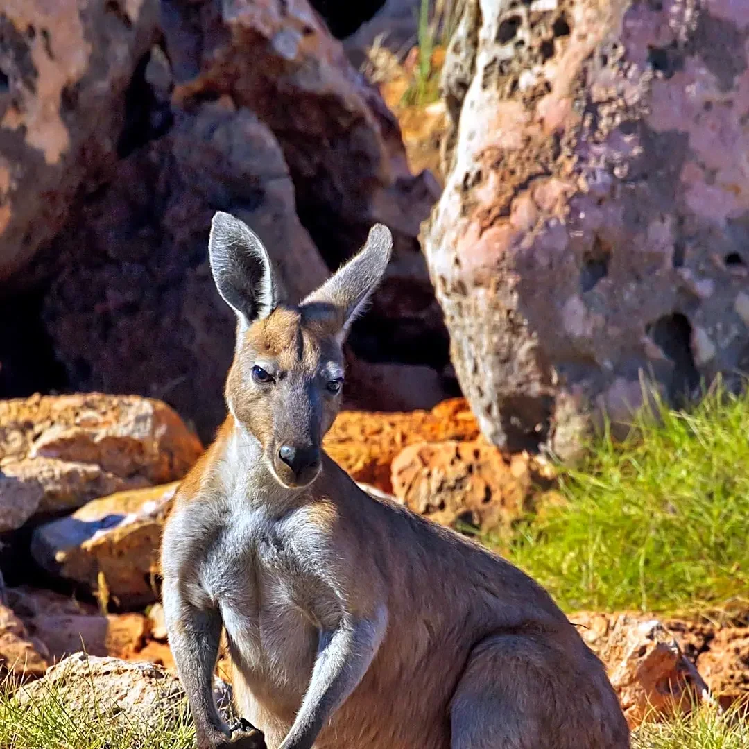 Pet Kangaroo Escapes Pen in Mount Pleasant, Neighbors Aid Search Efforts
