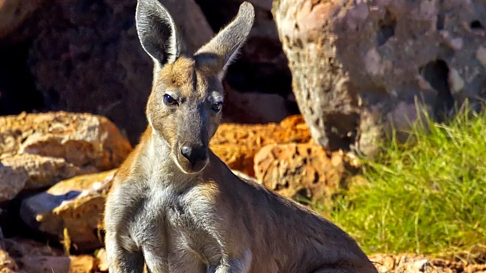 Pet Kangaroo Escapes Pen in Mount Pleasant, Neighbors Aid Search Efforts