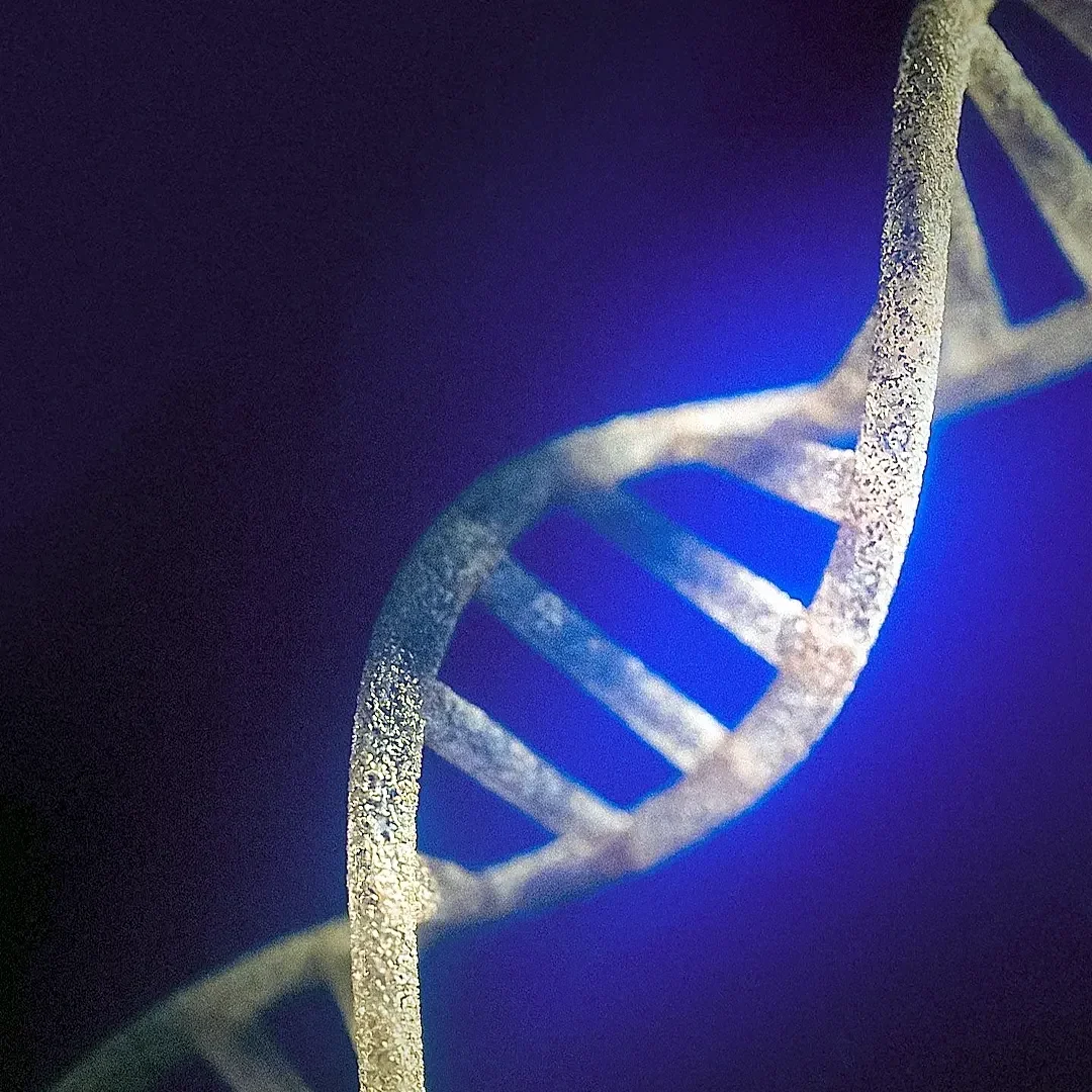 MTHFR Gene Variants Common, Clinical Utility for Routine Testing Questioned by Australian Medical Bodies