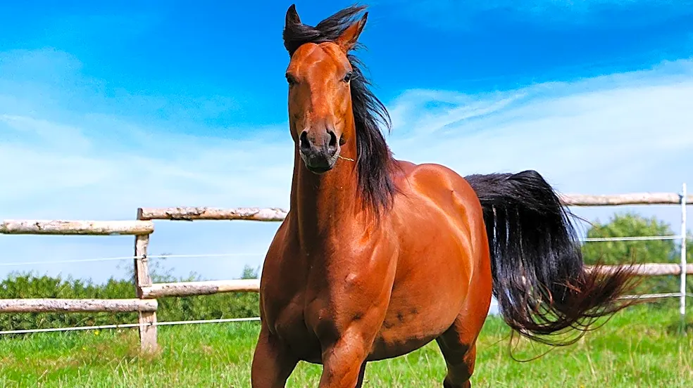 Selective Breeding in Quarter Horses Leads to Increased Prevalence of Genetic Diseases, Highlighting Importance of Genetic Testing