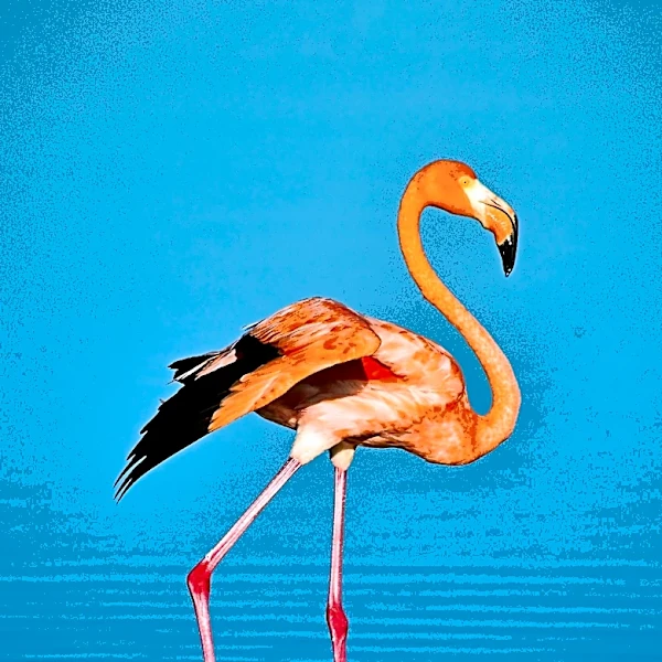 Miami City Commission Advances Measures to Increase Fines for Animal Abuse and Support Flamingo as State Bird