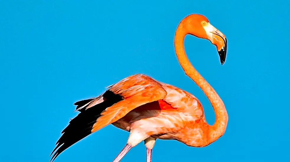 Miami City Commission Advances Measures to Increase Fines for Animal Abuse and Support Flamingo as State Bird