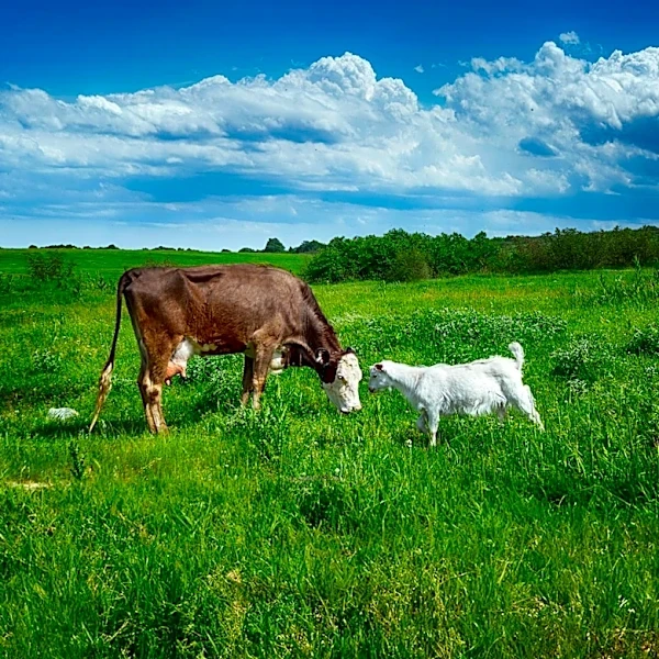 Massachusetts Nonprofit Farm Rescues Animals and Provides Community Refuge
