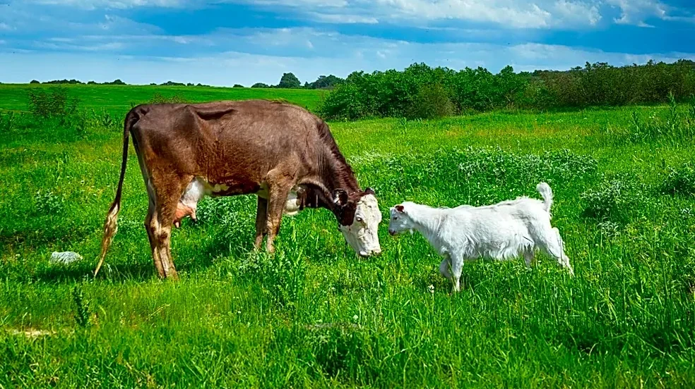 Massachusetts Nonprofit Farm Rescues Animals and Provides Community Refuge