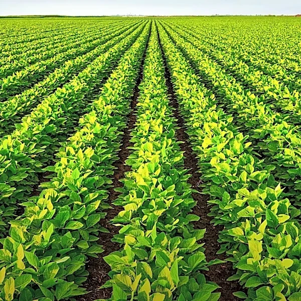 Minnesota Corn and Soybean Crops Maintain Strong Condition Despite Minor Tar Spot Presence