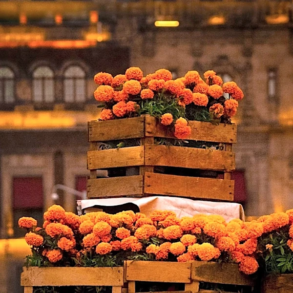 Aurora to Host Joint Dia De Los Muertos and Halloween Celebration Downtown