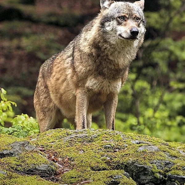 British Columbia Wolves Exhibit Unconventional Behavior, Drawn to Wildfire Zones for Hunting Advantage