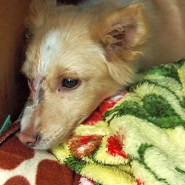 Humane CNY Foster Program Helps Shy Animals Find Permanent Homes in Syracuse