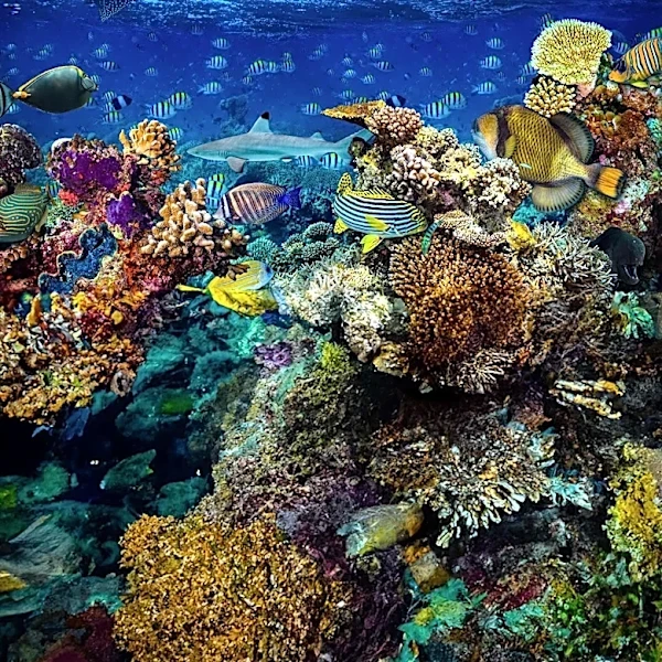 IUCN Report: Nearly All Coral Reef Ecosystems Face High Risk of Collapse by 2075