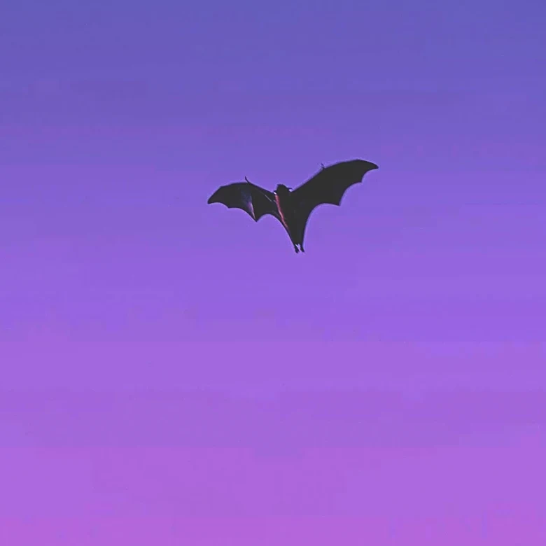 Bats Conquered Night Skies 50 Million Years Ago, Avoiding Avian Competition