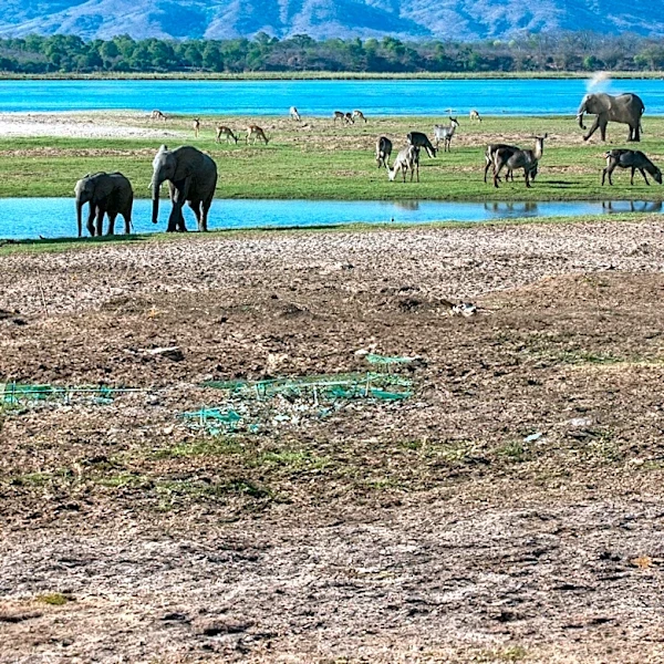 Zimbabwean Wildlife Authorities Enhance Surveillance Amidst El Niño-Induced Drought Concerns