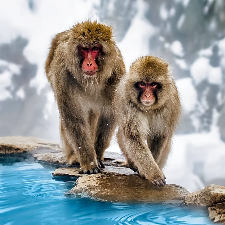 Macaques Exhibit Heightened Germaphobia After Viral Outbreak, Mirroring Human COVID-19 Response