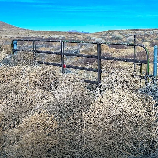 BLM Seeks Solution for Public Access Road Blocked by Red Creek Ranch Landowner