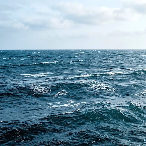 Conservation Law Foundation Seeks Vice President for Ocean Conservation to Lead New England Initiatives