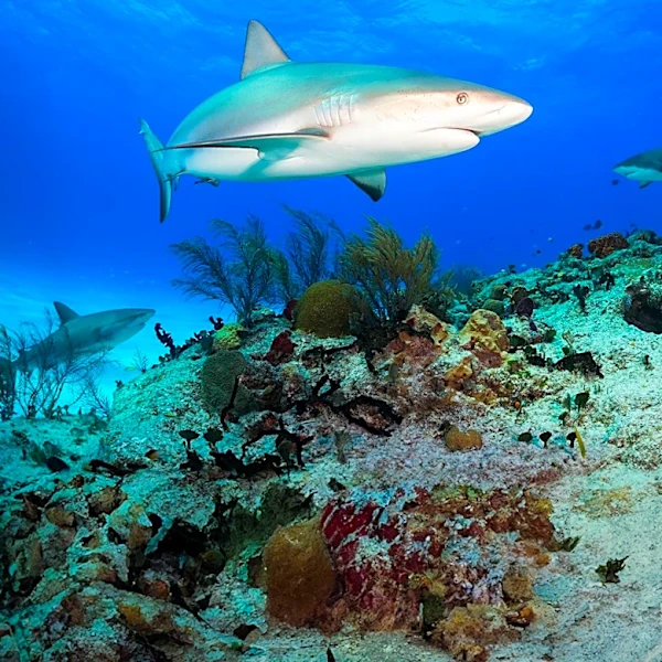 New Smyrna Beach Recognized as World's Shark Bite Capital Due to Unique Environmental Factors