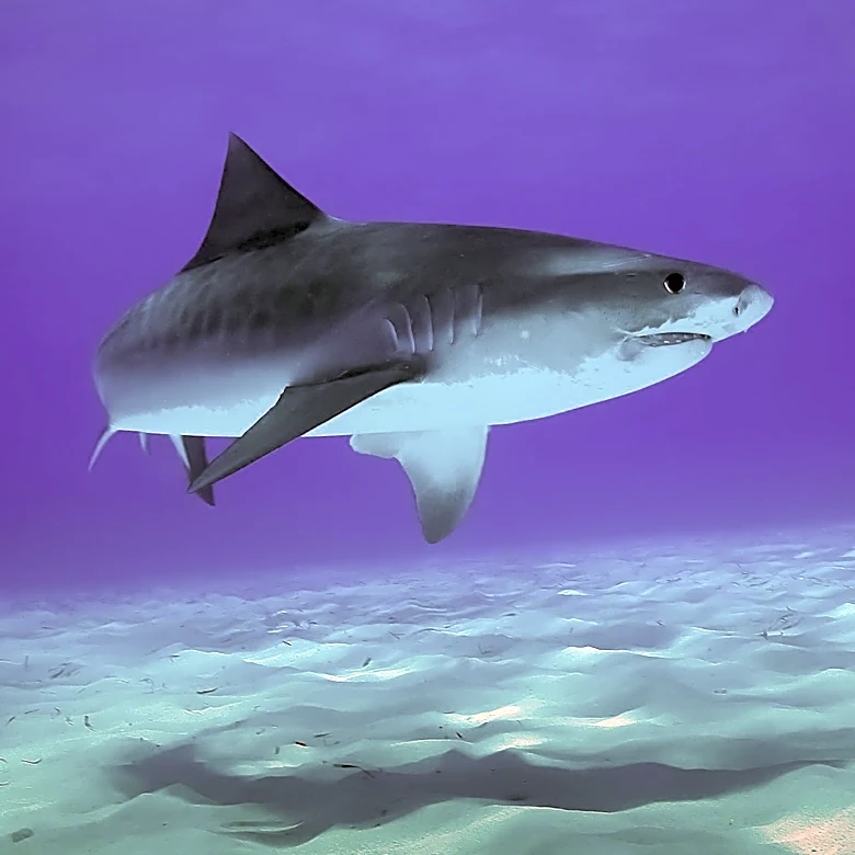 Shark Populations Face Significant Decline Due to Overfishing, Thriving in Protected Bahamian Waters