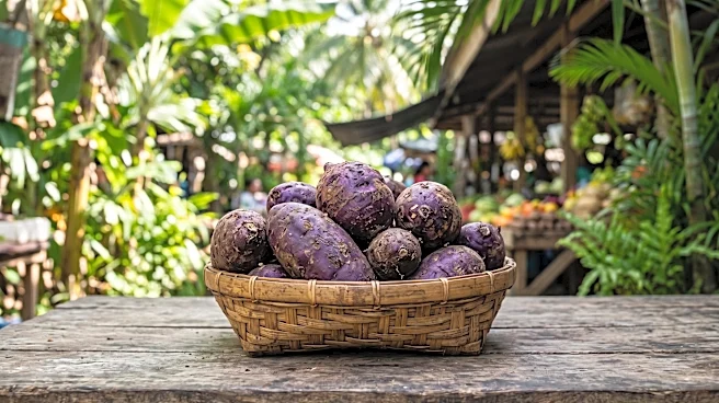 USDA Funds $34.1 Million Initiative to Boost Philippine Ube in Global Supply Chain