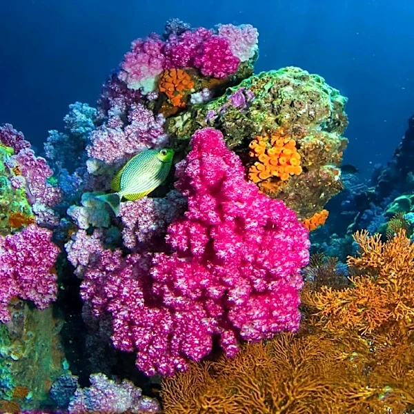 Singapore's Southern Islands Designated as Mission Blue Hope Spot for Marine Biodiversity