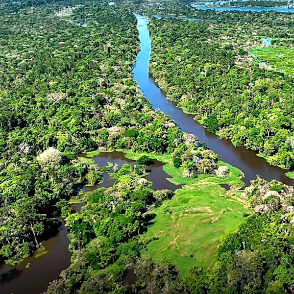 Prime Video Releases 'Brazil Untamed' Season 1, Exploring Pantanal's Unique Wildlife