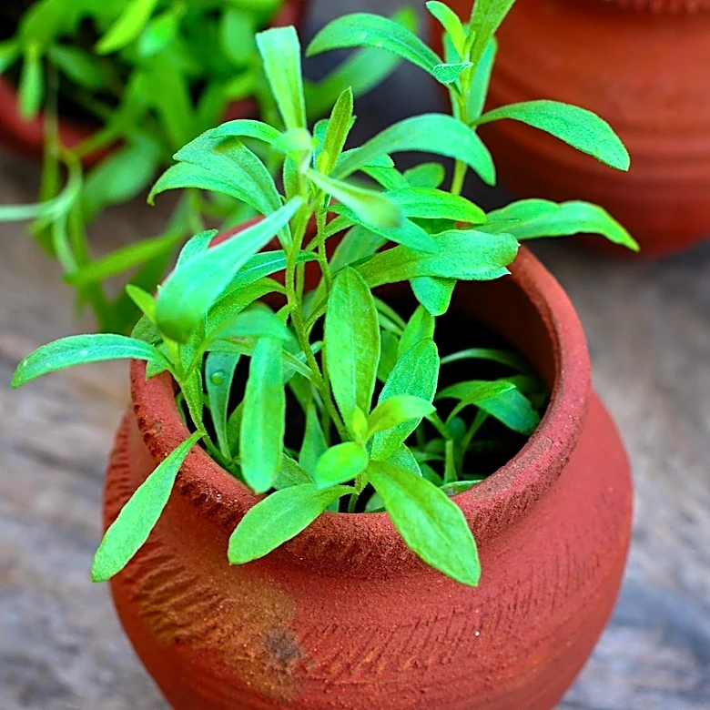 POTS Diagnoses Surge Post-COVID-19 Pandemic, Driven by Increased Awareness and Post-Infectious Illness
