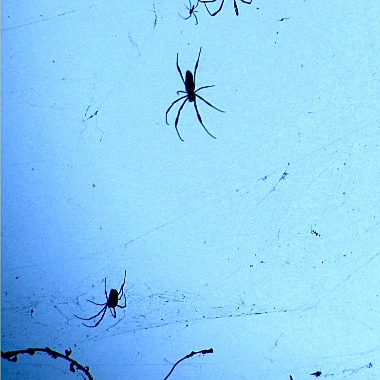 ASU Researcher Chad Johnson Studies Black Widow Spiders in Metro Phoenix to Understand Urban Adaptation
