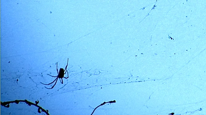 ASU Researcher Chad Johnson Studies Black Widow Spiders in Metro Phoenix to Understand Urban Adaptation