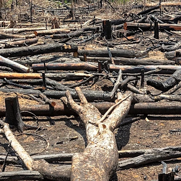 Criminal Groups Control Land Near Brazil’s BR-319 Highway, Fueling Deforestation and Illegal Activities