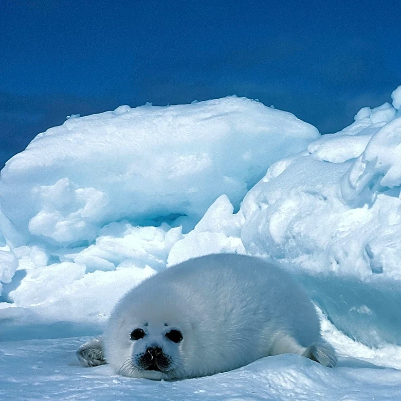 Texas A Researchers Investigate Mercury Exposure's Neurological Effects in Seal Pups with Human Health Implications