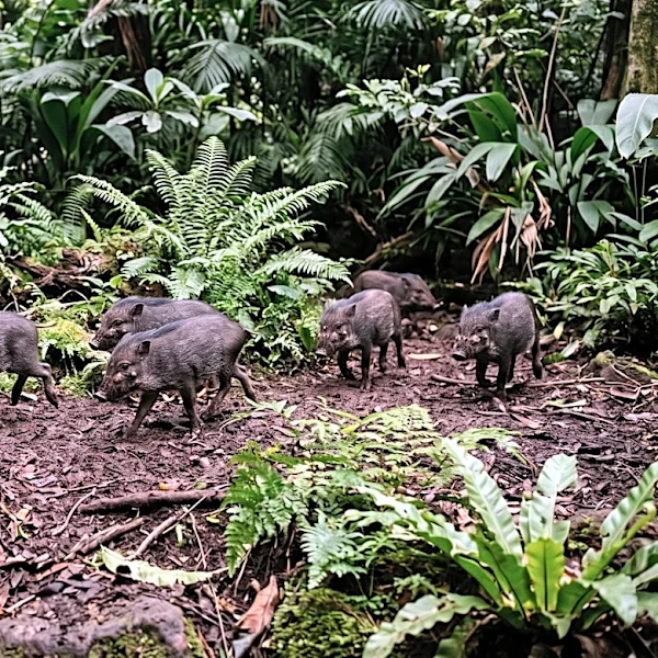 NC Zoo Celebrates Birth of Six Critically Endangered Visayan Warty Piglets