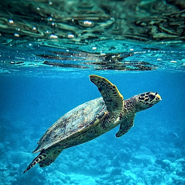 Make-A-Wish Foundation Facilitates Child's Dream to Swim with Turtles