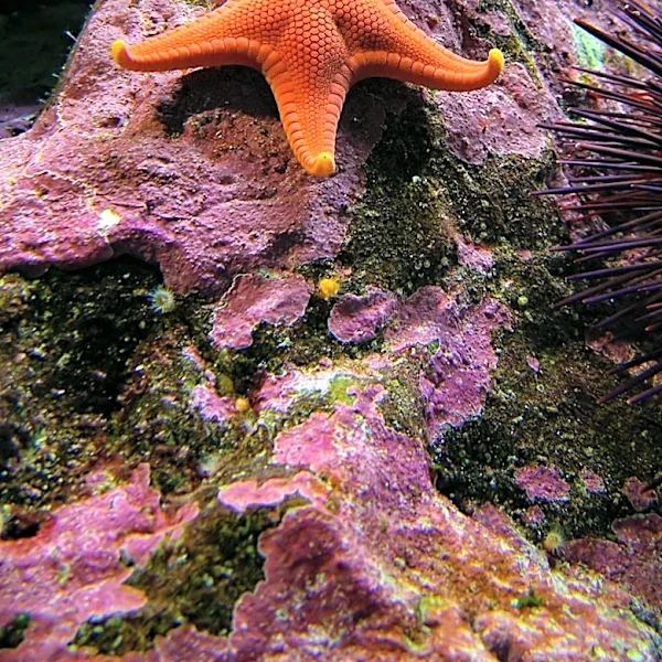 Echinoderms Defined by Unique Biological Traits, Dispelling Common Misconceptions
