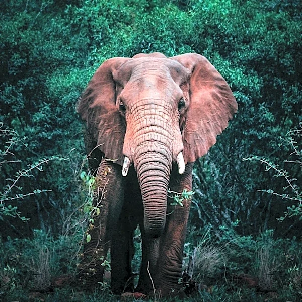 Animal Welfare Advocates Launch 'Stop the Hunt' Campaign Against Canned and Trophy Hunting