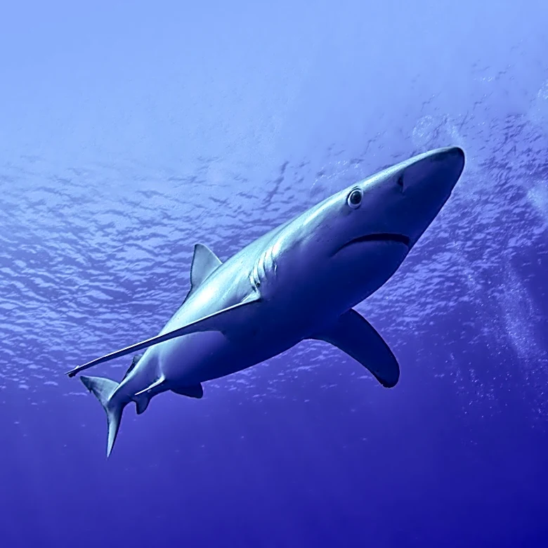 Dusky Shark 'Bukangi' Becomes Unofficial Mascot of Busan, South Korea, Raising Climate Change Questions