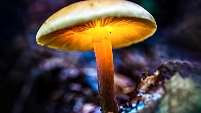 Dangerous Fungi on the Rise in U.S. Due to Climate Change and Medical Advancements